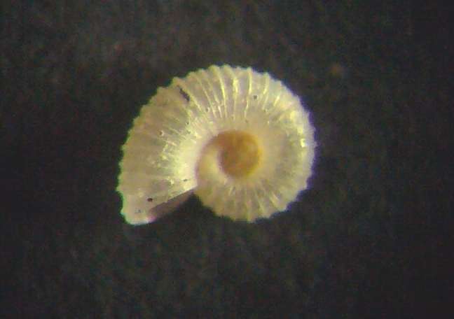 Dasyskenea suavis